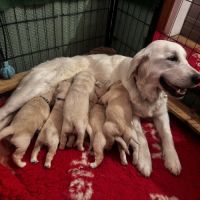 Chiots golden retriever lof #1