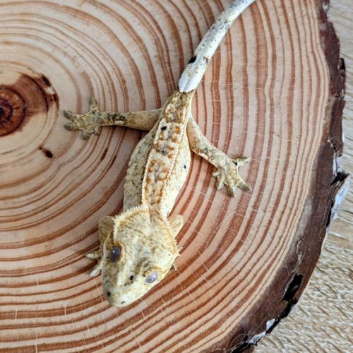 Geckos a crête #2