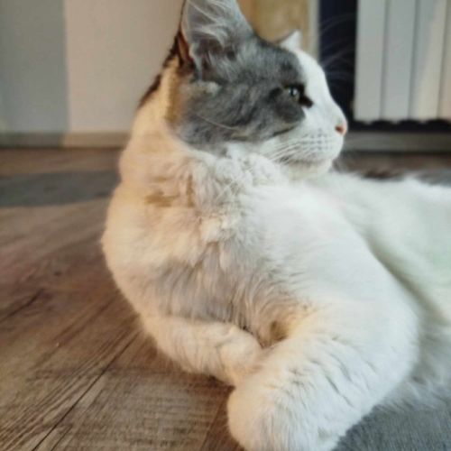 Jeune maine coon loof #1