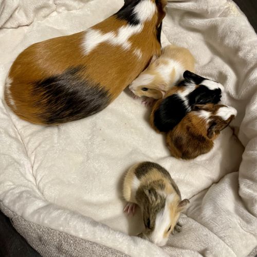 À donner cochon d’inde contre bon soin #1