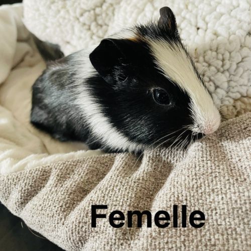 À donner cochon d’inde contre bon soin #3