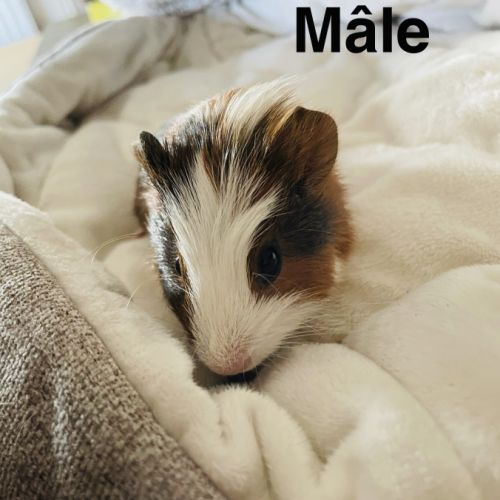 À donner cochon d’inde contre bon soin #7