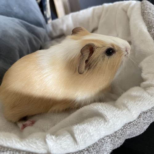 À donner cochon d’inde contre bon soin #8