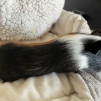 À donner cochon d’inde contre bon soin #2