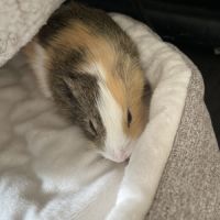 À donner cochon d’inde contre bon soin #4