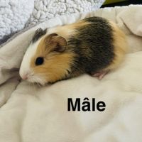 À donner cochon d’inde contre bon soin #5