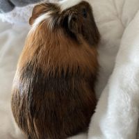 À donner cochon d’inde contre bon soin #6