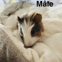 À donner cochon d’inde contre bon soin #7