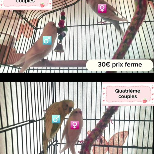 Vends 4 couples de perruches ondulées #1