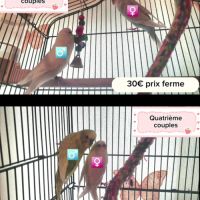 Vends 4 couples de perruches ondulées #1