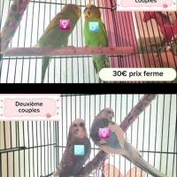Vends 4 couples de perruches ondulées #0
