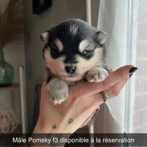 Pomsky f3 #1
