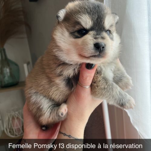 Pomsky f3