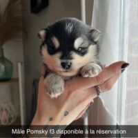 Pomsky f3 #1