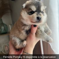 Pomsky f3 #0