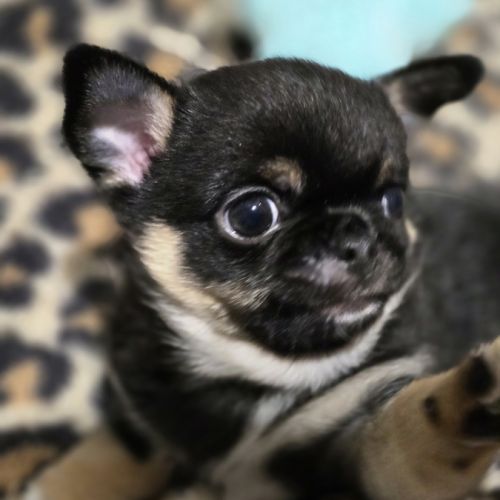 Chiot chihuahua #2