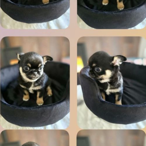 Chiot chihuahua #8
