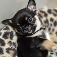 Chiot chihuahua #3