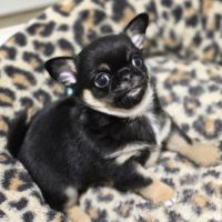 Chiot chihuahua #4
