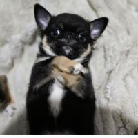 Chiot chihuahua #7