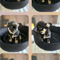 Chiot chihuahua #8