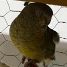 Couple de croupion #2