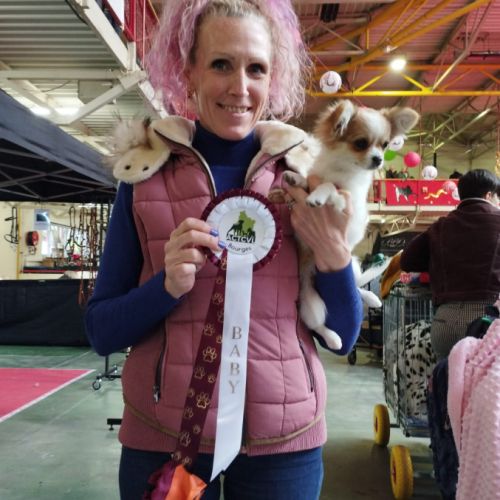 Chihuahua lof chiot femelle disponible #1