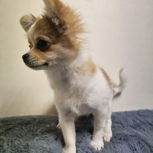 Chihuahua lof chiot femelle disponible #3