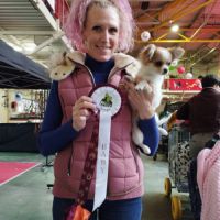 Chihuahua lof chiot femelle disponible #1