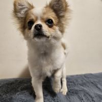 Chihuahua lof chiot femelle disponible #2