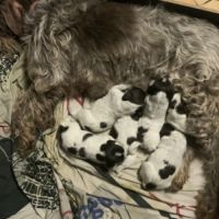 Chiots griffon korthals