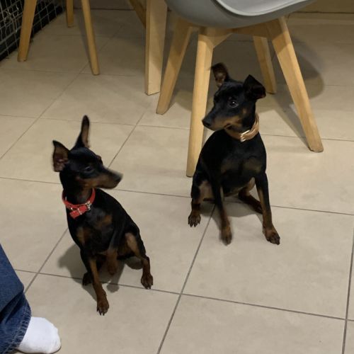 Pinscher nain #3