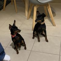 Pinscher nain #3