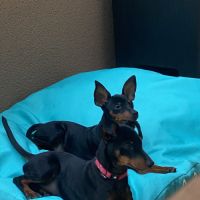 Pinscher nain #4