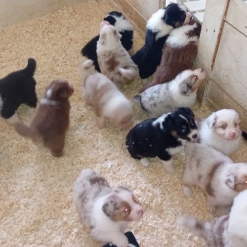 Chiots berger australien #1