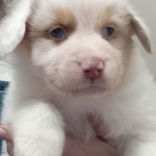 Chiots berger australien #2