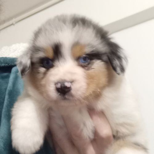 Chiots berger australien #4