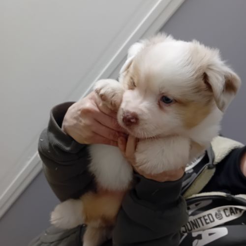 Chiots berger australien #5