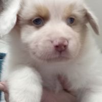 Chiots berger australien #2