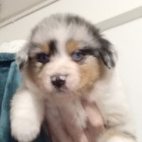 Chiots berger australien #4