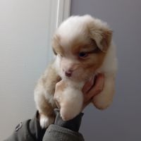 Chiots berger australien #6