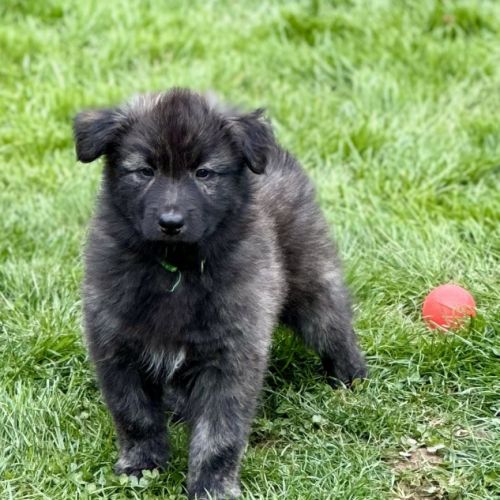 Chiots berger hollandais poil long #2