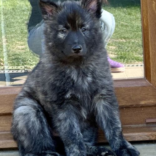 Chiots berger hollandais poil long #4