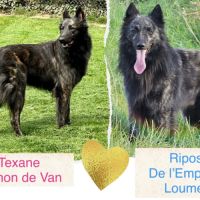 Chiots berger hollandais poil long #0