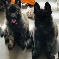 Chiots berger hollandais poil long #3