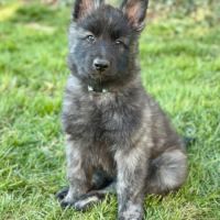 Chiots berger hollandais poil long #5