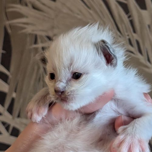 Chaton ragdoll loof #2