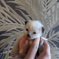 Chaton ragdoll loof #1