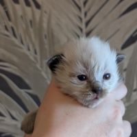 Chaton ragdoll loof #0