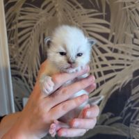 Chaton ragdoll loof #4